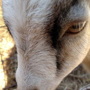 Meet your Posher, Amelia